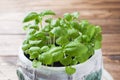 Seedlings of Basil in a ceramic pot. Green seedlings of fragrant grass, young plants, leaves and gardening Royalty Free Stock Photo