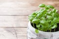 Seedlings of Basil in a ceramic pot. Green seedlings of fragrant grass, young plants, leaves and gardening Royalty Free Stock Photo