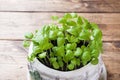 Seedlings of Basil in a ceramic pot. Green seedlings of fragrant grass, young plants, leaves and gardening Royalty Free Stock Photo