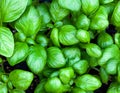 Seedlings of basil. Leaves of genoa basil. Baby plants seeding. Planting in the spring. Horticulture and coltivation, spring Royalty Free Stock Photo
