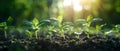 Seedlings Bask in Sunlight: Harmony with Nature. Concept Nature Photography, Sunlight Vibes,