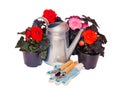 Seedlings begonia flowers, garden tools and watering can isolated Royalty Free Stock Photo