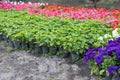Seedlings of begonia, salvia or balsam. Potted plants in a rows. Annual flowers seedlings in plastic flowerpots Royalty Free Stock Photo