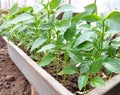seedlings of bell peppers in a container in a greenhouse. gardening, nature, plants, spring. Royalty Free Stock Photo