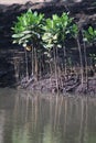 Seedlings of black mangrove trees in Umlalazi