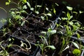 Young green sprouts reach for the sun