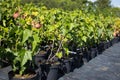 Seedlings Of Blackcurrants In Pots Growing In Garden Nursery. Royalty Free Stock Photo