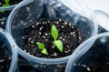 Seedlings of Bulgarian pepper close-up. Germination of vegetable seeds in plastic cups on the windowsill in spring Royalty Free Stock Photo