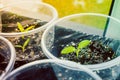 Seedlings of Bulgarian pepper close-up. Germination of vegetable seeds in plastic cups on the windowsill in spring Royalty Free Stock Photo