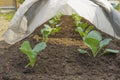 Cabbage is covered with a cloth in the spring. Protection against frosts