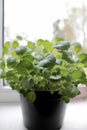 seedlings of cabbage and flowers are growing in a pot on the windowsill. Royalty Free Stock Photo