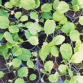 Seedlings of cabbage Royalty Free Stock Photo