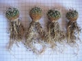 Seedlings of cactus Stenocactus crispatus L738 ready for repotting Royalty Free Stock Photo