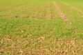 Rows of young cereal plants in a field Royalty Free Stock Photo