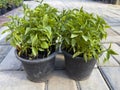 Seedlings of Chilli ready for planting in the garden Royalty Free Stock Photo