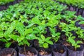 .Seedlings of coffee plants in a nursery