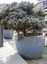 Seedlings of coniferous trees in pots on the streets of Tbilisi Royalty Free Stock Photo