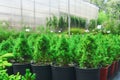 Seedlings of conifers and other plants in pots in a nursery near the greenhouse complex Royalty Free Stock Photo