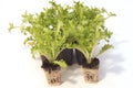 Seedlings with container of salad re-esil ready for transplantation Royalty Free Stock Photo