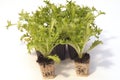 Seedlings with container of salad re-esil ready for transplantation Royalty Free Stock Photo