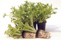 Seedlings with container of salad re-esil ready for transplantation Royalty Free Stock Photo