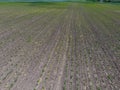 Seedlings of corn. Field of young corn. Shoots of corn on the field. Fodder corn for silage.