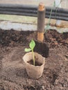 Seedlings of courgettes in a peat Cup. Next to the Cup, stuck the scoop