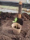 Seedlings of courgettes in a peat Cup. Next to the Cup, stuck the scoop