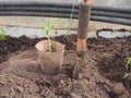 Seedlings of courgettes in a peat Cup. Next to the Cup, stuck the scoop