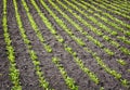 Seedlings crop field in spring, agricultural theme Royalty Free Stock Photo