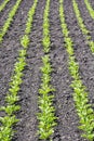 Seedlings crop field in spring, vertical composition Royalty Free Stock Photo