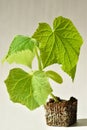 Seedlings of cucumbers with roots on a light background Royalty Free Stock Photo