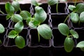 seedlings of cucumbers, small sprouts in black pots, green young plants Royalty Free Stock Photo