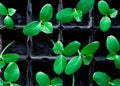 seedlings of cucumbers, small sprouts in black pots, green young plants Royalty Free Stock Photo