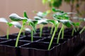 seedlings of cucumbers, small sprouts in black pots, green young plants Royalty Free Stock Photo