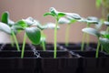 seedlings of cucumbers, small sprouts in black pots, green young plants Royalty Free Stock Photo