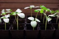 seedlings of cucumbers, small sprouts in black pots, green young plants Royalty Free Stock Photo