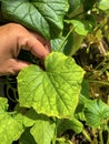 Seedlings of cucumbers in the spring in pots