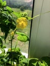 Seedlings of cucumbers in the spring in pots