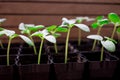 seedlings of cucumbers, small sprouts in black pots, green young plants Royalty Free Stock Photo