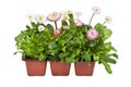 Seedlings of Daisies in pots for planting in the garden or park in spring Royalty Free Stock Photo