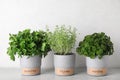 Seedlings of different aromatic herbs in  with name labels on grey marble table near white wall Royalty Free Stock Photo