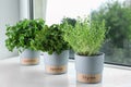 Seedlings of different aromatic herbs in pots with labels on white wooden window sill Royalty Free Stock Photo