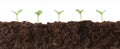 Seedlings in Dirt Profile Royalty Free Stock Photo