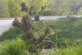 Seedlings of dwarf Karelian pine in the park in spring or summer Royalty Free Stock Photo