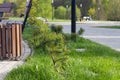 Seedlings of dwarf Karelian pine in the park in spring or summer Royalty Free Stock Photo