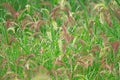 Echinochloa caudata Royalty Free Stock Photo