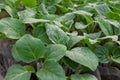 Eggplants seedlings Royalty Free Stock Photo