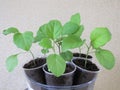 Seedlings eggplant green tender leaves
