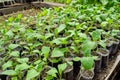 Seedlings eggplant in the greenhouse. Growing eggplant of vegetables in greenhouse